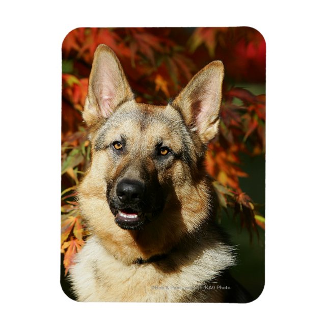 Ímã Folhas de outono de german shepherd (Vertical)
