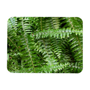 Ímã Folhas de Samambaia I Natureza Verde