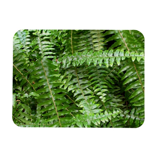 Ímã Folhas de Samambaia I Natureza Verde (Horizontal)
