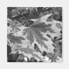 Imã Folhas em preto e branco