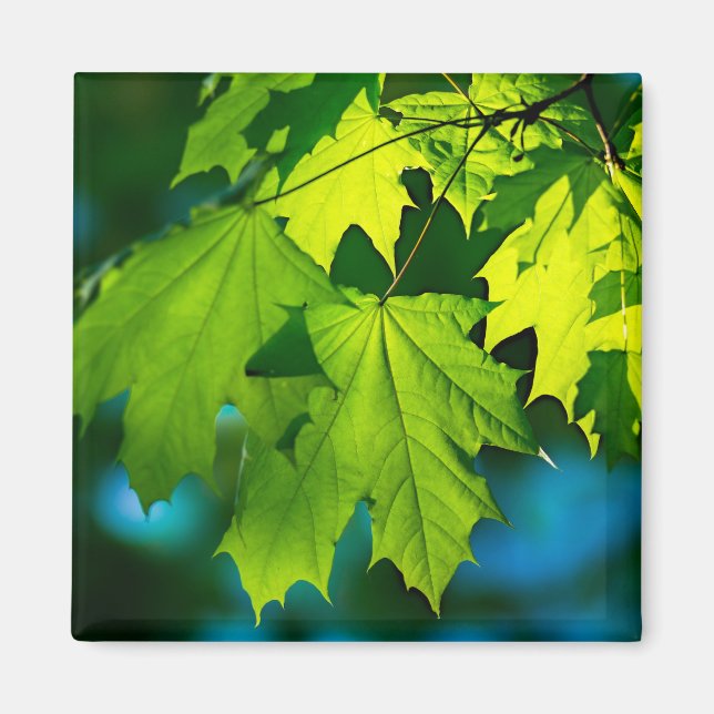 Imã Folhas frescas de mapeamento verde (Frente)