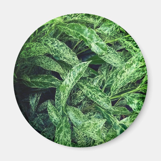 Imã Folhas verdes (Frente)