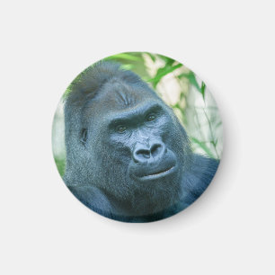 Imã Força Inabalável Silverback Gorilla Kito