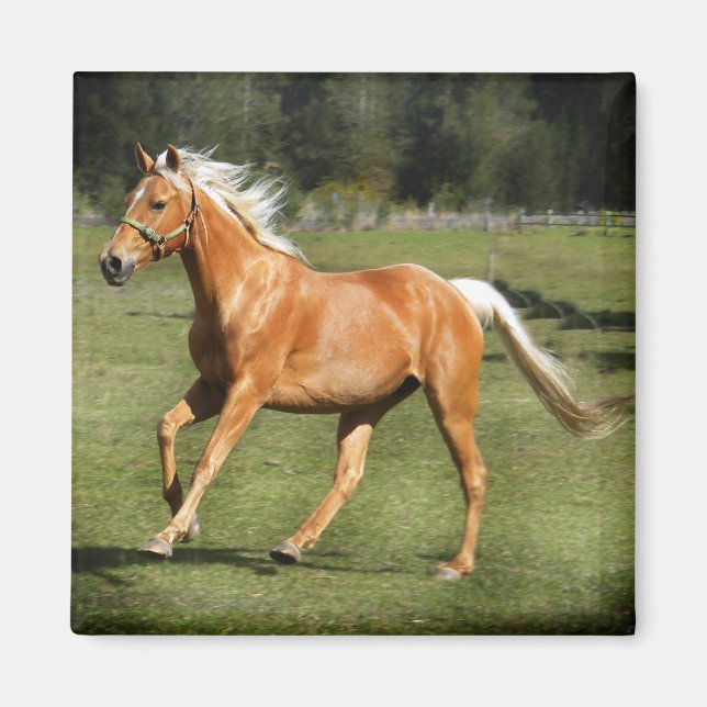 Imã força palomino (Frente)