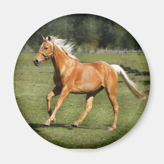 Imã força palomino