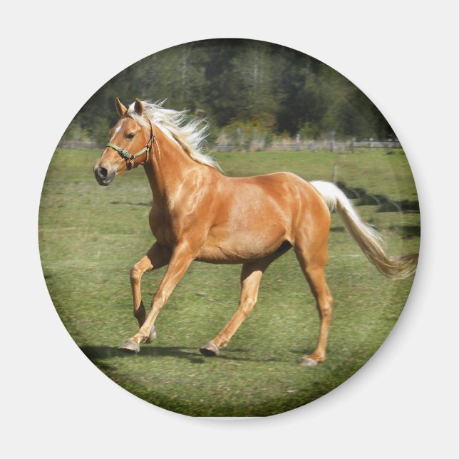 Imã força palomino (Frente)