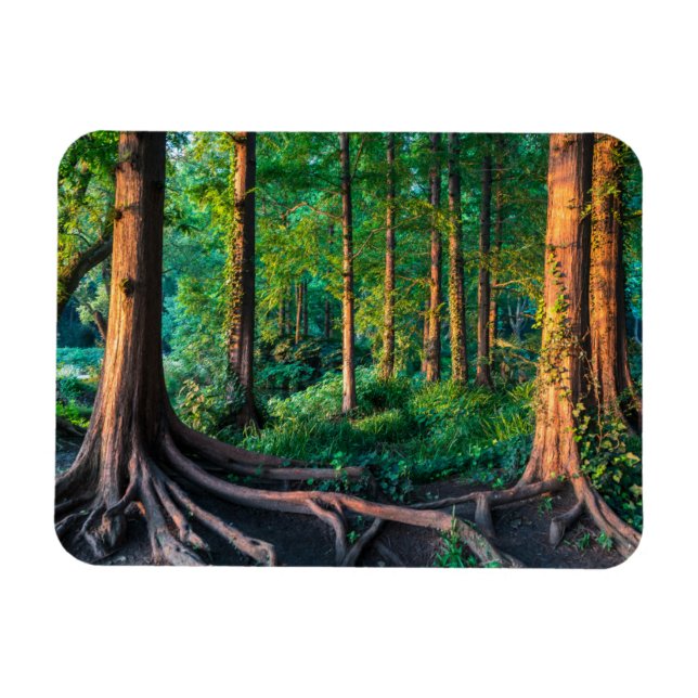 Ímã Forests | Greenery & Woodland (Horizontal)