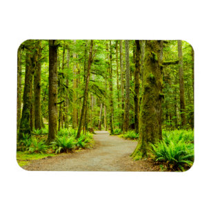 Ímã Forests   Olympic National Park