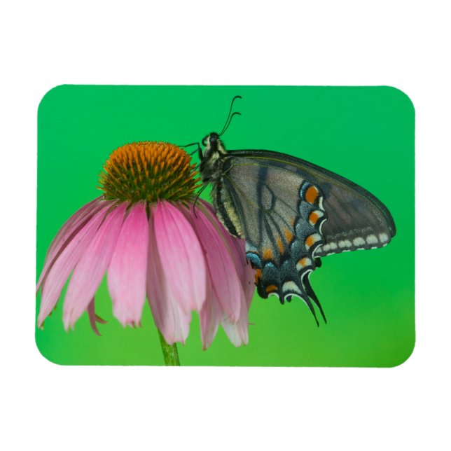 Ímã Forma preta do Papilio glaucus (Horizontal)