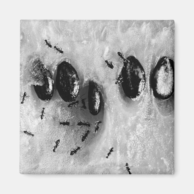 Imã formigas surfadoras (Frente)