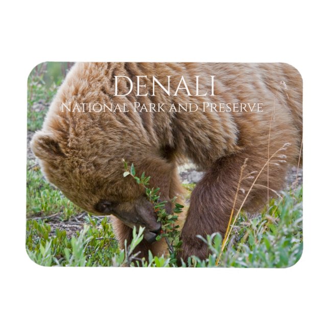 Ímã Forragem de Ursos Grizzly, Parque Nacional Denali (Horizontal)