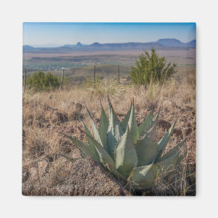 Imã Fort Davis Mountains Agave