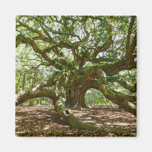 Imã Forte E Negrito