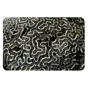 Ímã Foto abstrata da natureza Coral Preto e Branco II