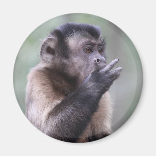 Imã Foto adornada do macaco do Capuchin