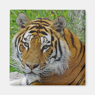 Imã Foto aproximada do rosto do Tigre Siberiano