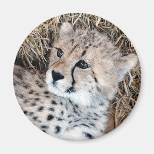 Imã Foto bonito de Cub da chita