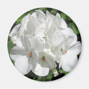Imã Foto bonito Delicada White Geranium