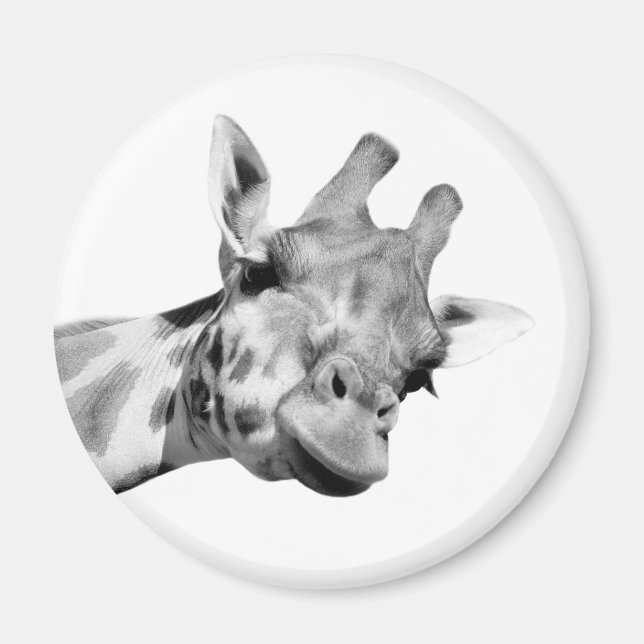 Imã Foto branca preta do zoo selvagem do animal da Gir (Frente)