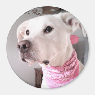 Imã Foto: Cão Cachorro Branco Bonito Vestindo Scarf R