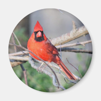 Imã Foto Cardinal do norte