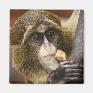 Imã Foto da árvore de treinar macaco subindo