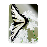 Foto da Borboleta do Swallowtail do Tiger Oriental