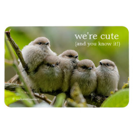 Ímã Foto da Família Songbird, Cute Bushtits