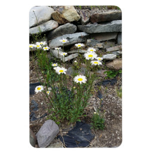Ímã Foto da Montana Wild Daisies Flowers Nature