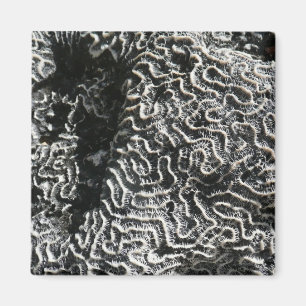 Imã Foto da natureza do Abstrato Black and White Coral