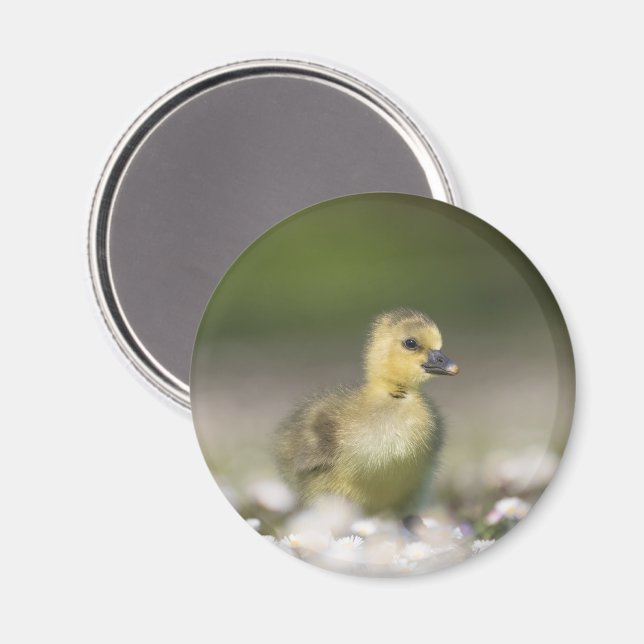 Imã Foto da Natureza Gosling Cute (Front/Back)