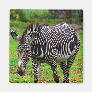 Imã Foto da zebra