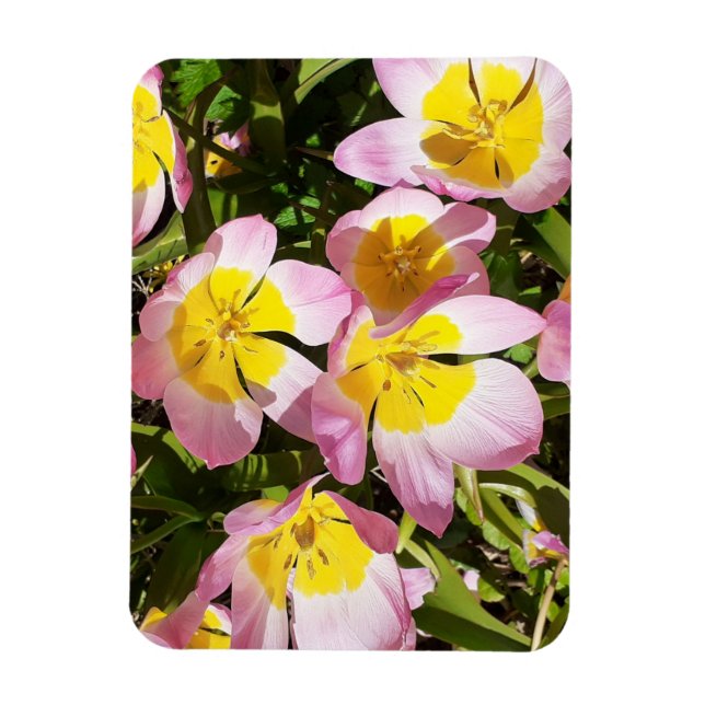 Ímã Foto das flores rosa e amarela (Vertical)