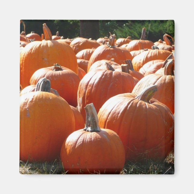 Imã Foto de Abóboras para Outono, Halloween ou Dia de  (Frente)