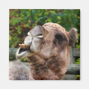 Imã Foto de animais da Funny Camel Wildlife