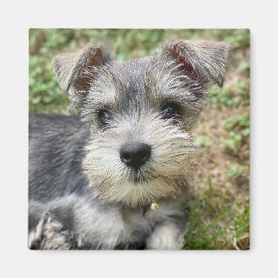 Imã Foto de animal de estimação personalizada