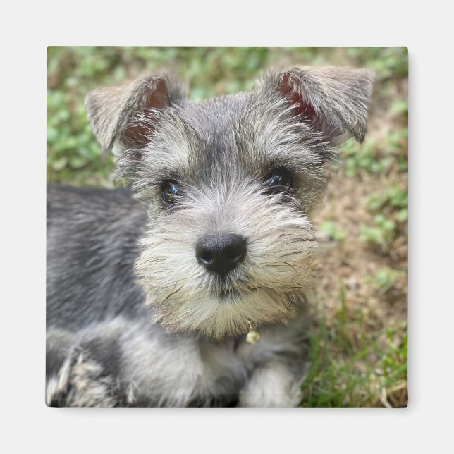 Imã Foto de animal de estimação personalizada (Frente)