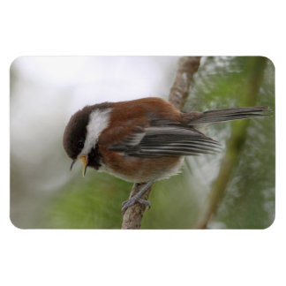 Ímã Foto de Baby Chickadee