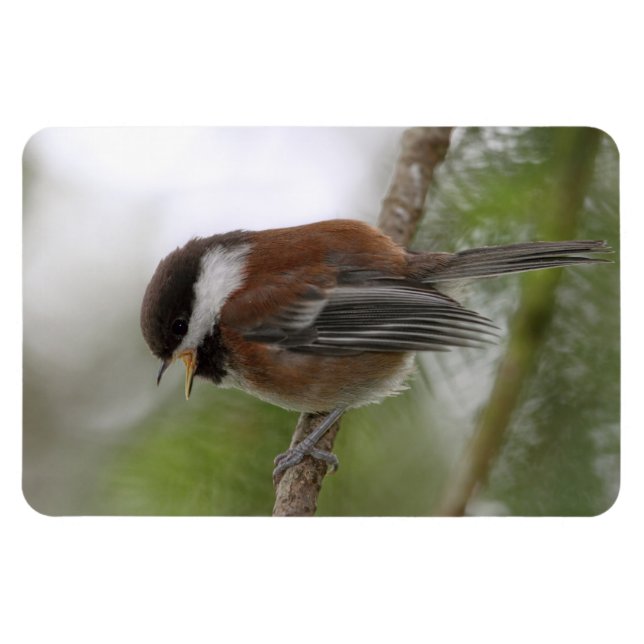 Ímã Foto de Baby Chickadee (Horizontal)