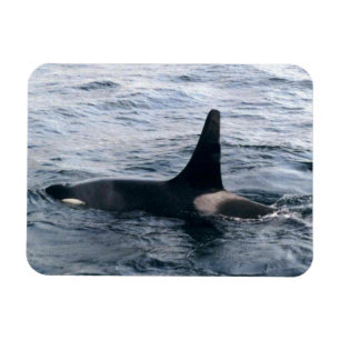 Ímã Foto De Baleia Orca Do Mar De Beaufort Ártico