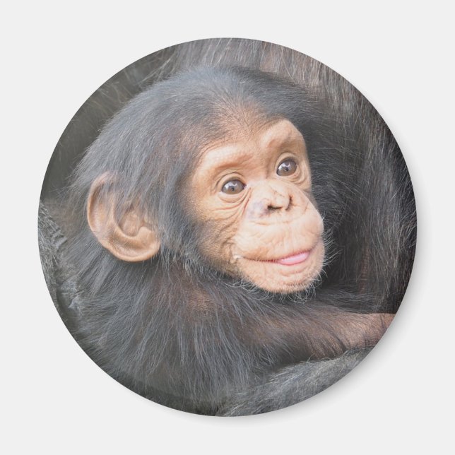 Imã Foto de Bebê Chimpanzé Fofo (Frente)