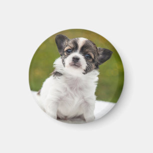 Imã Foto de cachorrinho Chihuahua