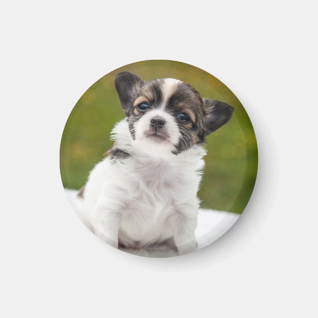 Imã Foto de cachorrinho Chihuahua (Frente)