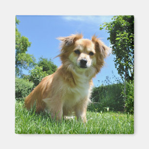Imã Foto de Cachorrinho Fofo no Jardim