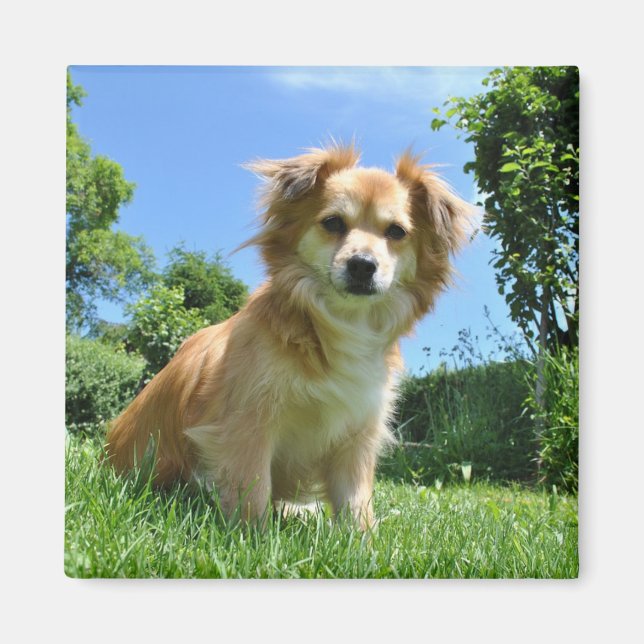 Imã Foto de Cachorrinho Fofo no Jardim (Frente)