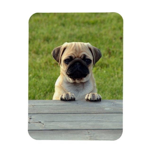 Ímã Foto de Cachorrinho Pug (Vertical)