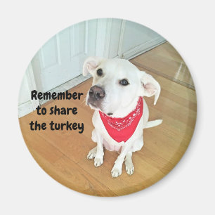 Imã Foto de Cachorro Bonito com Orelhas Engraçadas