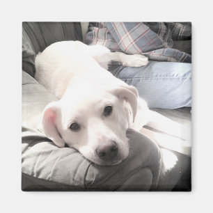 Imã Foto de Cão Branco Bonito Saindo com Pai