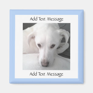 Imã Foto De Cão Único De Labrador Branco E Retriever