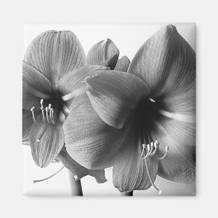 Imã Foto de Duas Flores Amaryllis